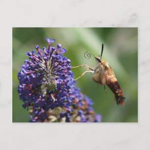 Hummingbird Moth Postkarte