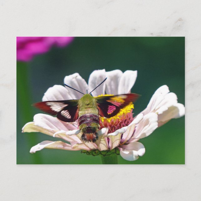 Hummingbird Moth Postkarte (Vorderseite)