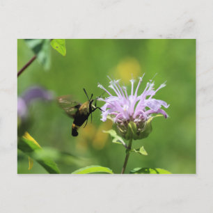 Hummingbird Moth Postkarte