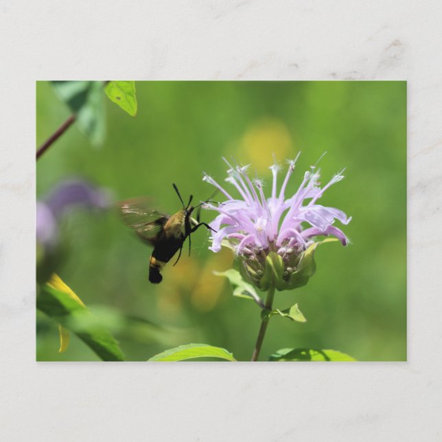 Hummingbird Moth Postkarte (Vorderseite)