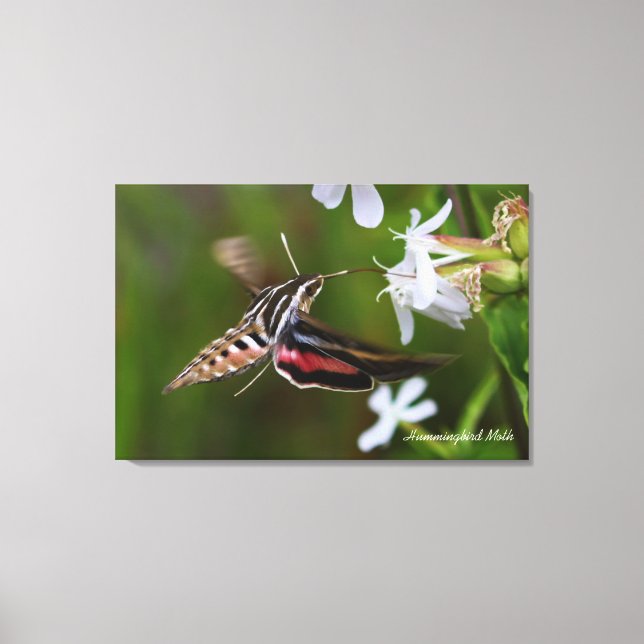 Hummingbird Moth Premium Wrapped Canvas Leinwanddruck (Vorderseite)