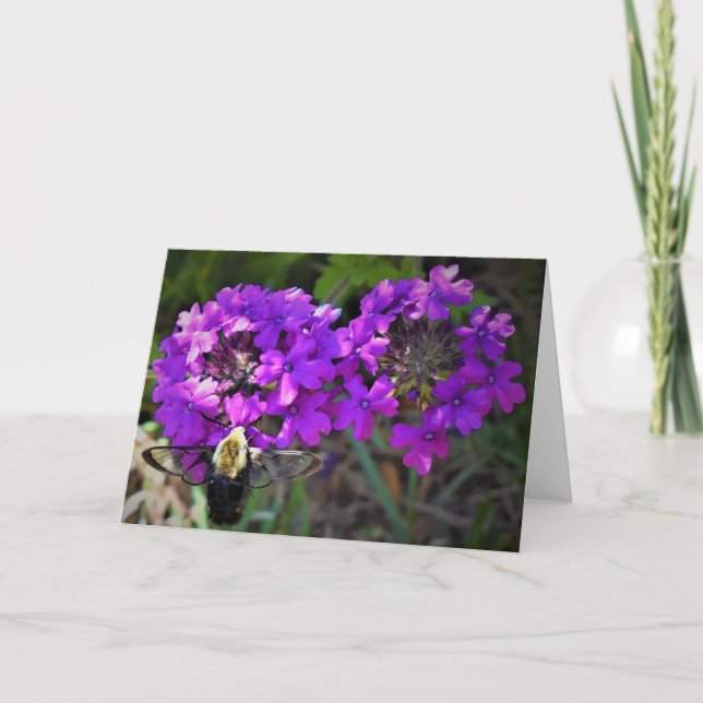 Hummingbird Moth & Verbena, Karte (Vorderseite)