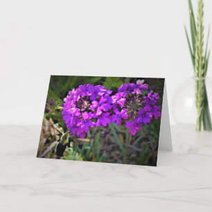 Hummingbird Moth & Verbena, Karte