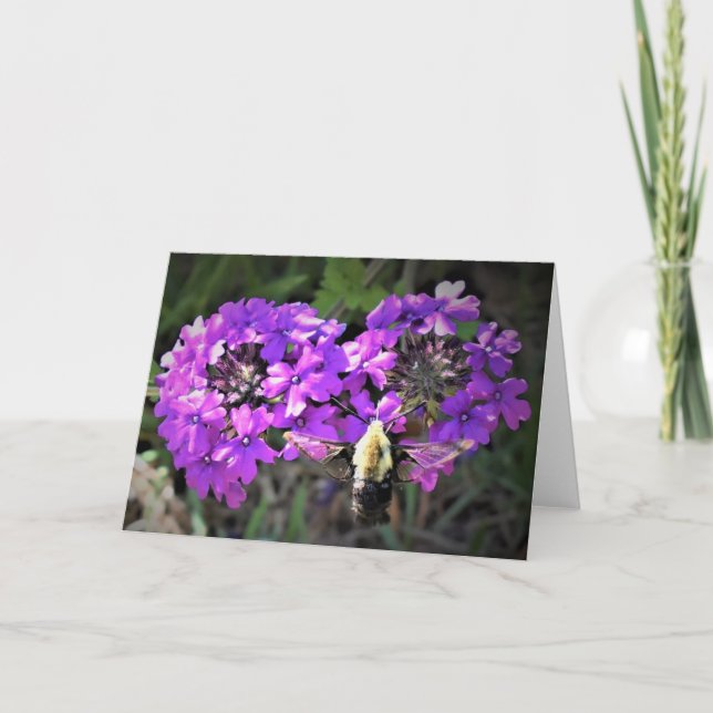 Hummingbird Moth & Verbena, Karte (Vorderseite)