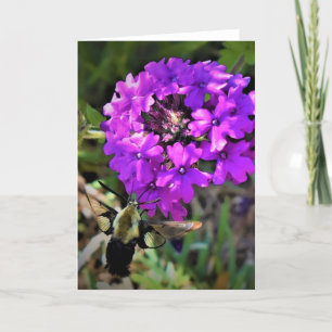 Hummingbird Moth & Verbena, Karte