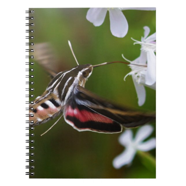 Hummingbird Moth Wire Journal Notizblock (Vorderseite)