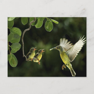 Hummingbird Mother Postkarte