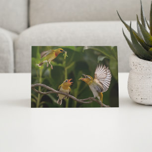 Hummingbird Mother Postkarte