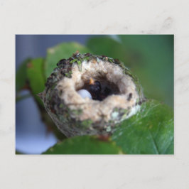 Hummingbird Nest Fotografie Postkarte