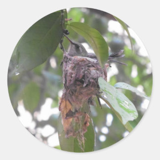 Hummingbird nest mexico runder aufkleber