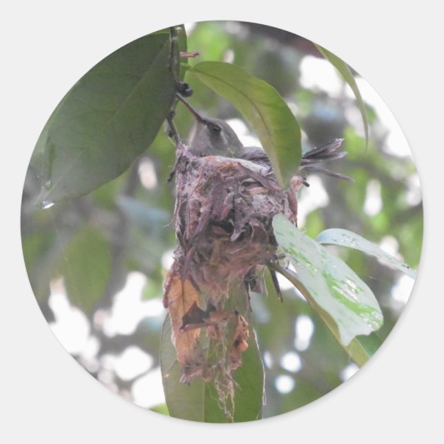 Hummingbird nest mexico runder aufkleber (Vorderseite)