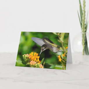 Hummingbird New Year Feiertagskarte