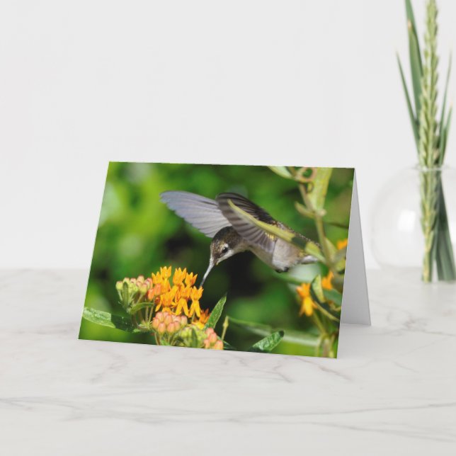Hummingbird New Year Feiertagskarte (Vorderseite)