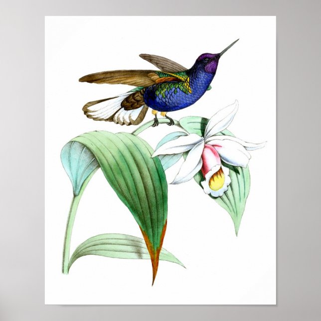 Hummingbird no.1 Bird and Botanic Wall Art Poster (Vorne)