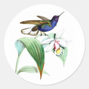 Hummingbird no.1 violet, lila Vogel, weiße Blume Runder Aufkleber