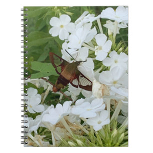 Hummingbird Notebook Notizblock