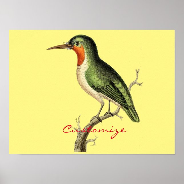 Hummingbird Perched Thunder_Cove Poster (Vorne)