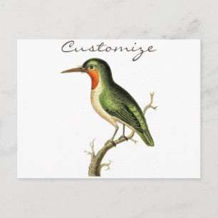 Hummingbird Perched Thunder_Cove Postkarte