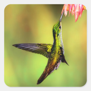 Hummingbird Pink Blume Bird Quadratischer Aufkleber