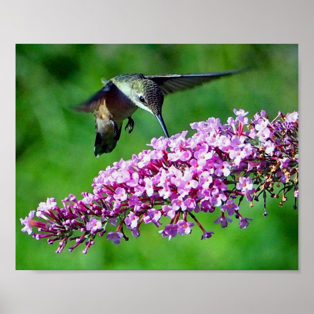Hummingbird Pink Blume Wildlife Foto Poster (Vorne)