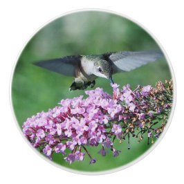 Hummingbird Pink Floral Flight Wildlife Foto Keramikknauf