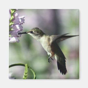 Hummingbird Pink Floral Wildlife Foto Magnet