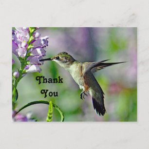 Hummingbird Pink Floral Wildlife Foto Vielen Dank Postkarte