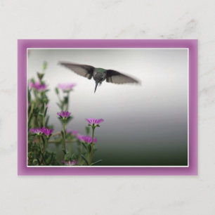 Hummingbird Postcard Postkarte
