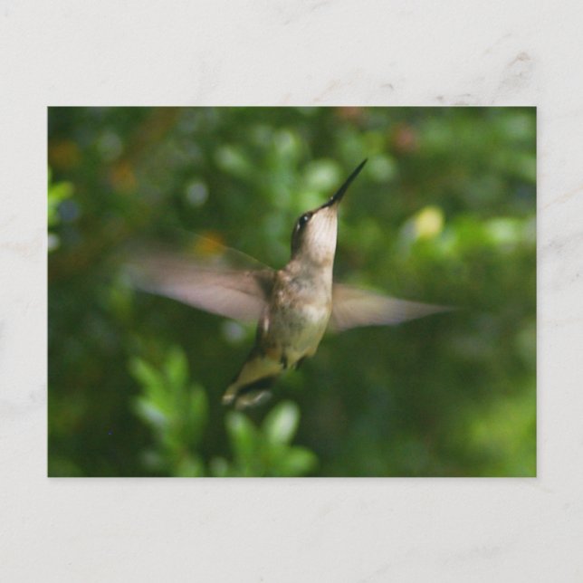 Hummingbird Postcard Postkarte (Vorderseite)