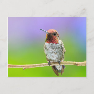 Hummingbird Postcard Postkarte