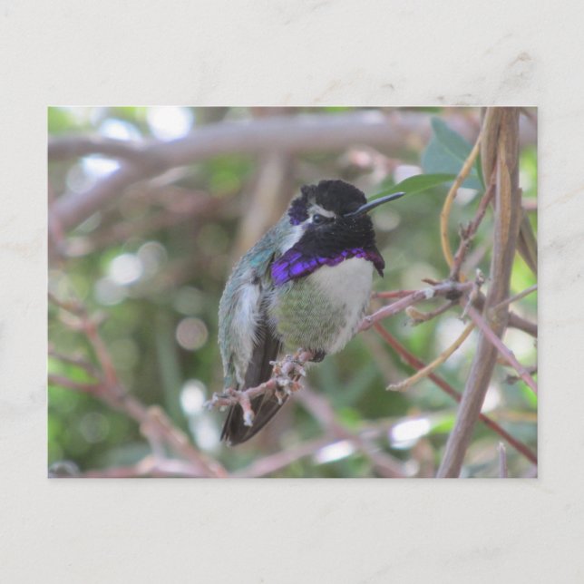 Hummingbird Postcard Postkarte (Vorderseite)