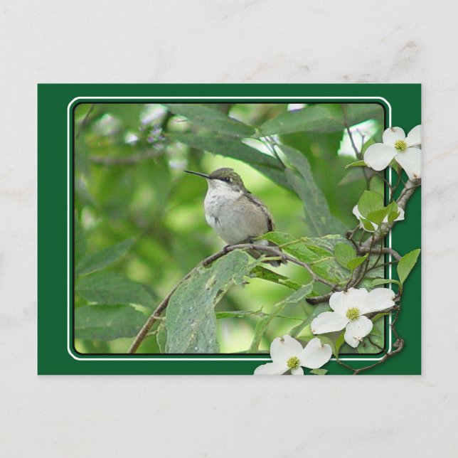 Hummingbird Postcard Postkarte (Vorderseite)