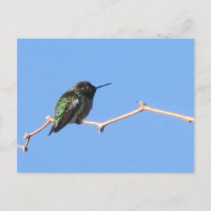 Hummingbird Postcard Postkarte