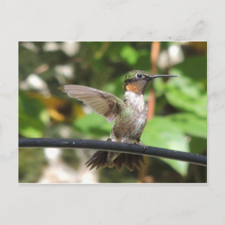 Hummingbird Postcard Postkarte