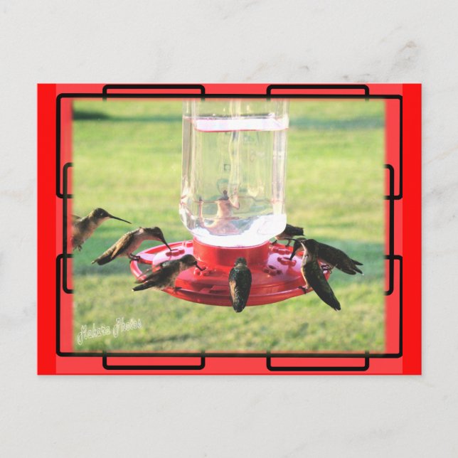Hummingbird Postcard Postkarte (Vorderseite)