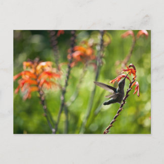 Hummingbird Postcard Postkarte