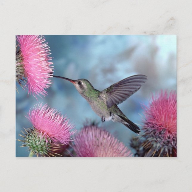 Hummingbird Postcard Postkarte (Vorderseite)
