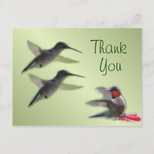 Hummingbird Postcard Vielen Dank oder jede Gelegen Postkarte