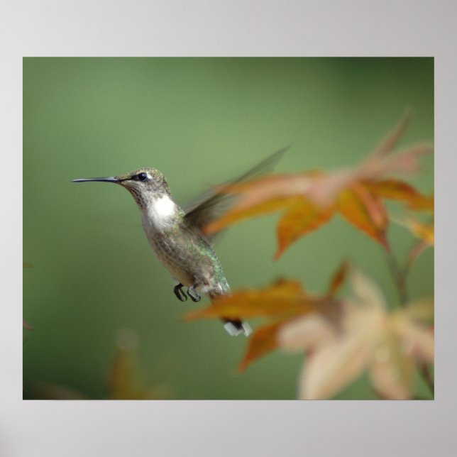 Hummingbird Poster (Vorne)