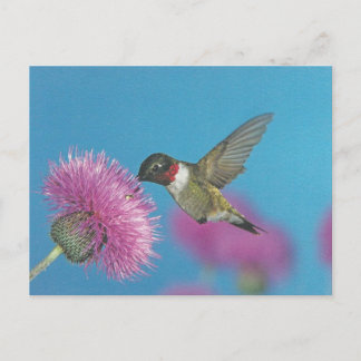Hummingbird Postkarte