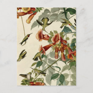 Hummingbird Ruby Throated Audubon Bird Postkarte