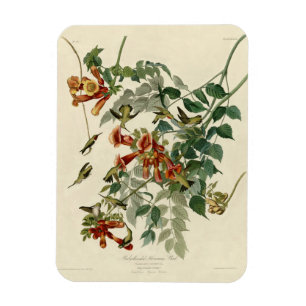 Hummingbird Ruby Throated Audubon Magnet