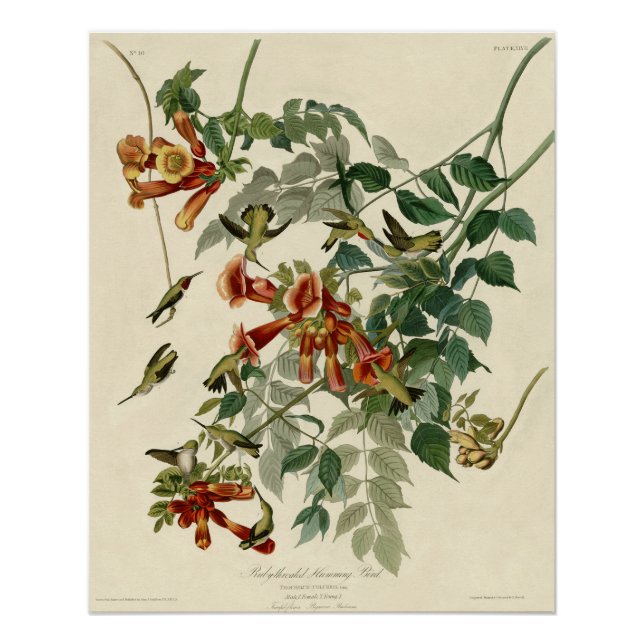 Hummingbird Ruby Throated Audubon Poster (Vorderseite)