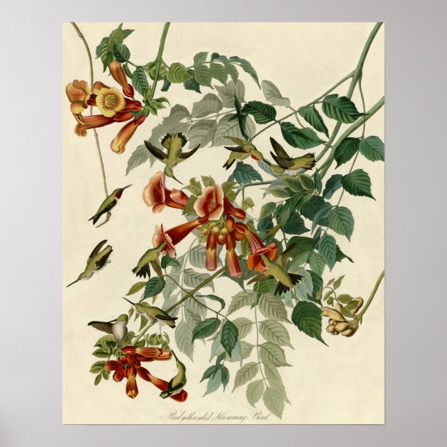 Hummingbird Ruby Throated Audubon Poster (Vorne)