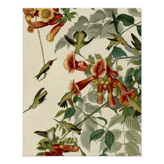 Hummingbird Ruby Throated Audubon Poster (Vorderseite)