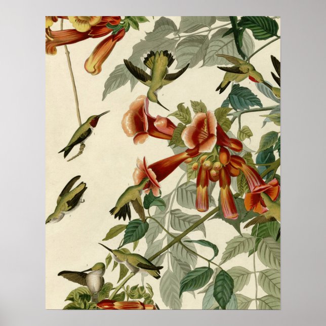 Hummingbird Ruby Throated Audubon Poster (Vorne)