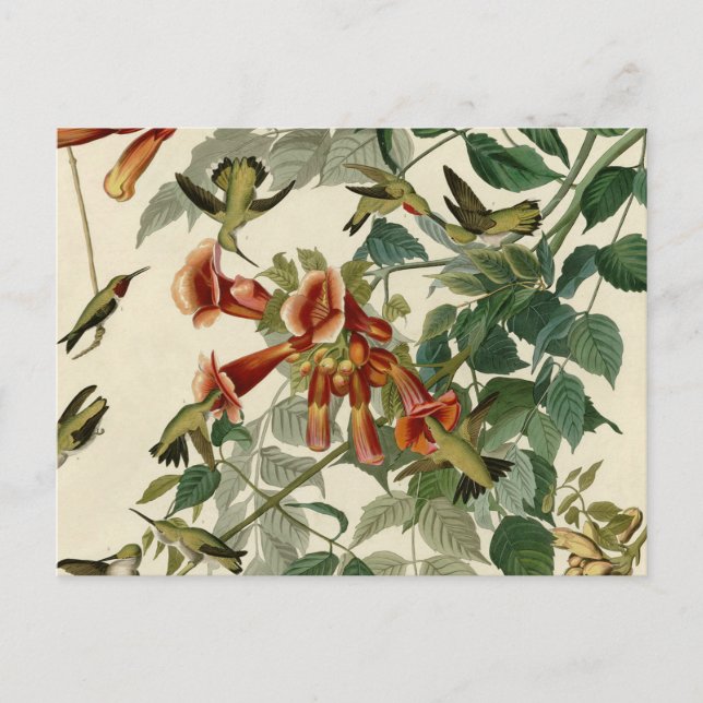 Hummingbird Ruby Throated Audubon Postkarte (Vorderseite)