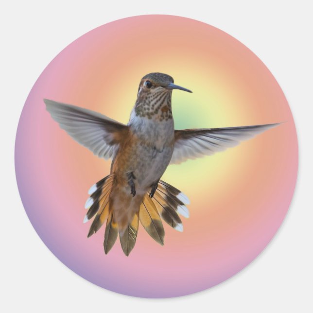 HUMMINGBIRD RUNDER AUFKLEBER (Vorderseite)