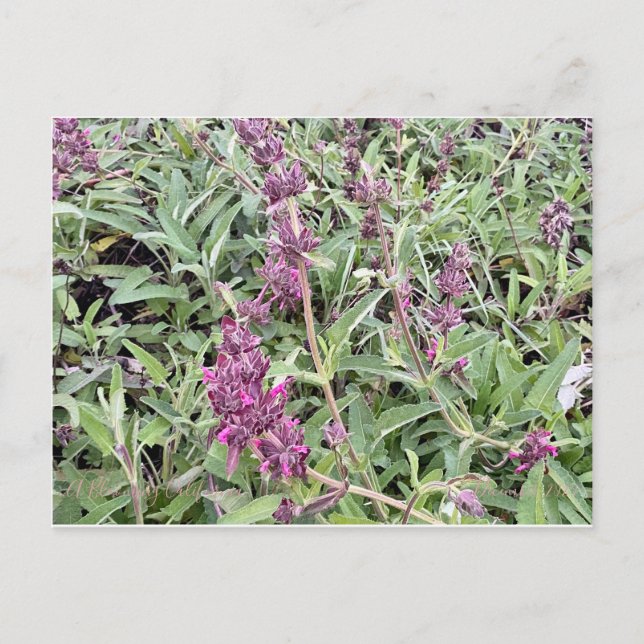 Hummingbird Sage Postkarte (Vorderseite)