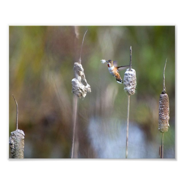 Hummingbird sammelt den Cattail Fluff Fotodruck (Vorne)